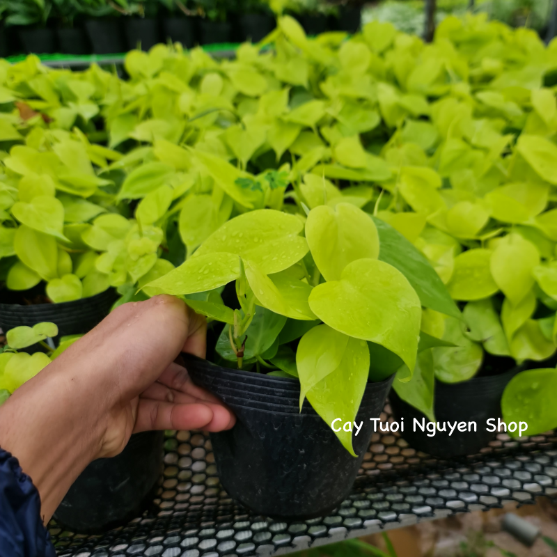 CÂY TRẦU BÀ TIM CHẬU NHỰA Philodendron Lemon Lime, (cao 10cm), cây cảnh Trong nhà, kiểng lá mini để bàn Cây Tươi Nguyên