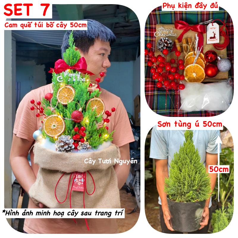 [GIAO NHANH] CÂY SƠN TÙNG SIZE L,(cao 60cm), cây Noel mini, cây Noel thật để bàn, cây Giáng sinh, Cây Tươi Nguyên