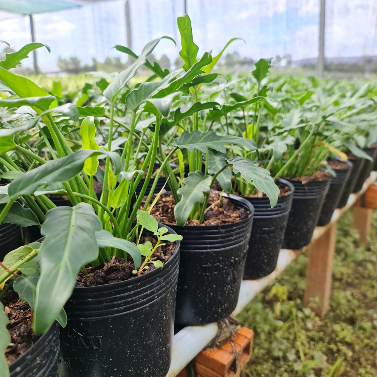 CÂY TRẦU BÀ CHÂN VỊT, (cao 15cm), cây phong thủy hút tài lộc để bàn mini GIÁ RẺ, lọc không khí, Cây Tươi Nguyên CTN0560
