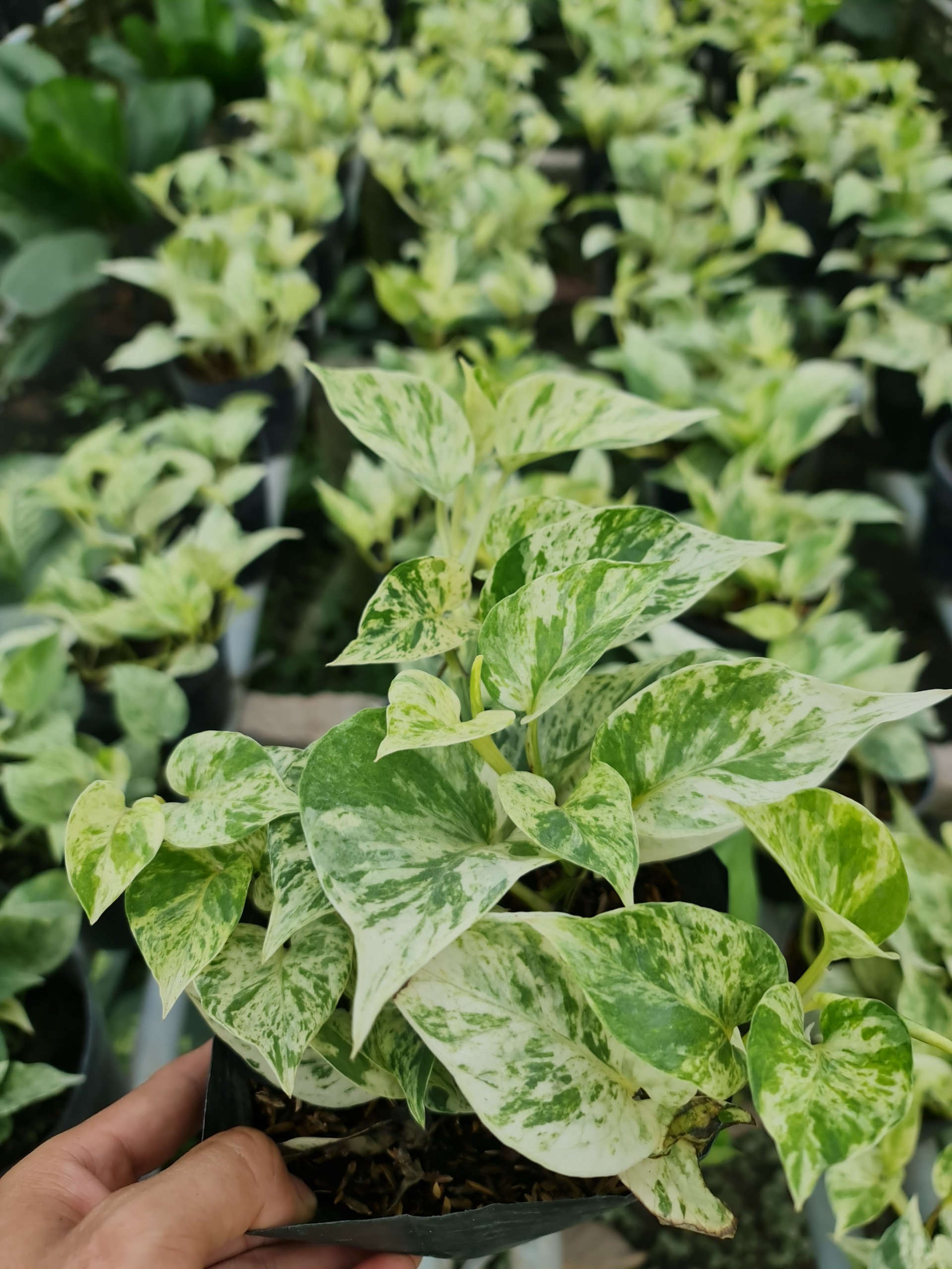 CÂY TRẦU BÀ LÁ SỮA, (cao 25cm), cây phong thủy hút tài lộc để bàn mini GIÁ RẺ, lọc không khí, Cây Tươi Nguyên CTN0410