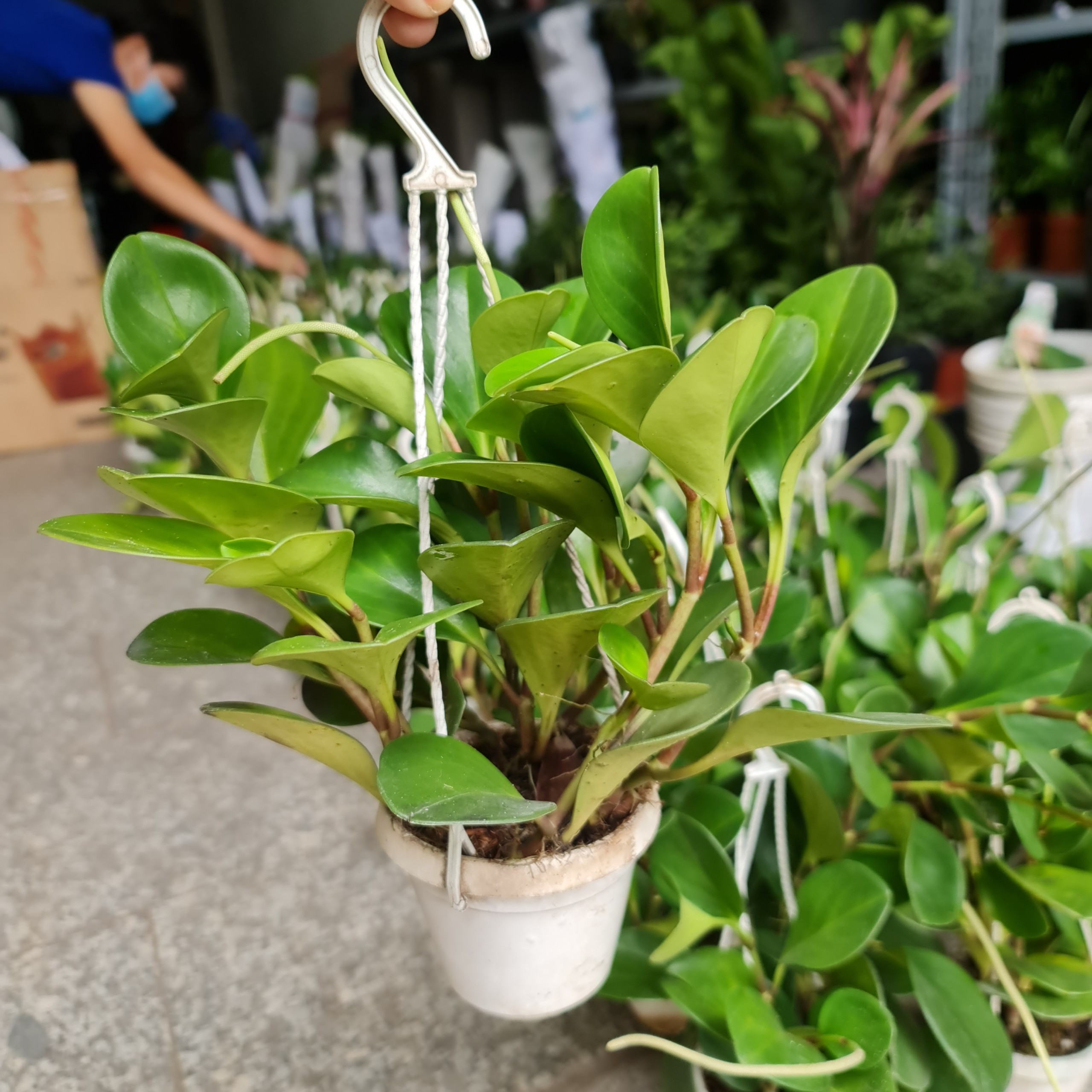 [Mua 2 giảm 15K ship] CÂY TRƯỜNG SINH, (cao 12-15cm), cây phong thủy hút tài lộc để bàn mini GIÁ RẺ, lọc không khí, Cây Tươi Nguyên CTN0130