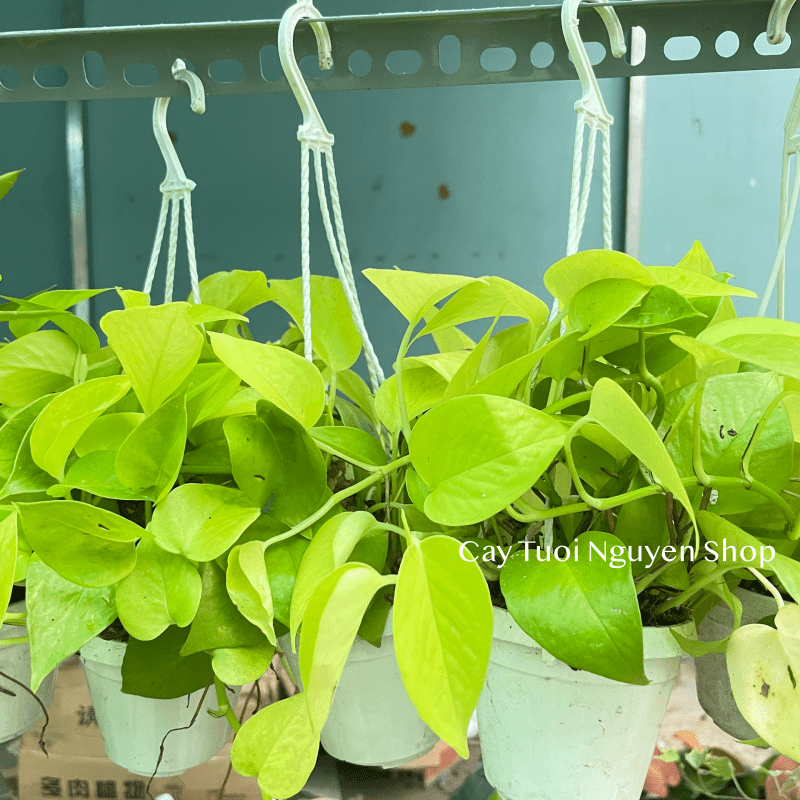 [CHẬU TREO] CÂY TRẦU BÀ THÁI VÀNG mini ,(cao 10cm), cây cảnh Trong nhà, kiểng lá để bàn, GIÁ RẺ, Cây Tươi Nguyên CTN1452