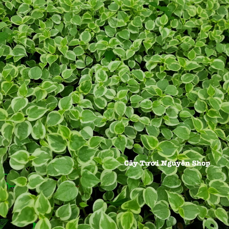 CÂY CÀNG CUA THÁI CẨM THẠCH, (cao 10cm), cây cảnh Trong nhà, kiểng lá mini để bàn Văn phòng đẹp, GIÁ RẺ, lọc không khí, Cây Tươi Nguyên CTN1515
