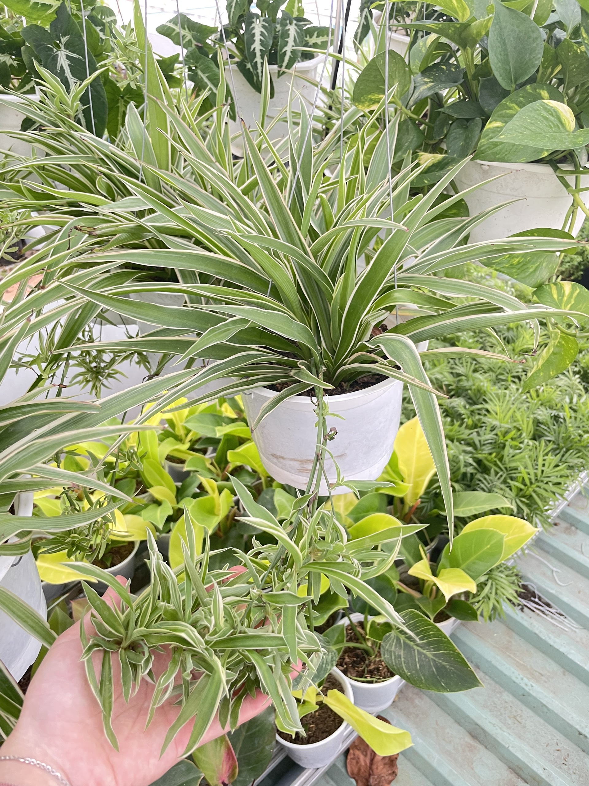 CÂY LAN CHI (DÂY NHỆN) GIỎ TREO Size LỚN, (cao 20cm), cây phong thủy hút tài lộc để bàn mini GIÁ RẺ, lọc không khí, Cây Tươi Nguyên CTN0930
