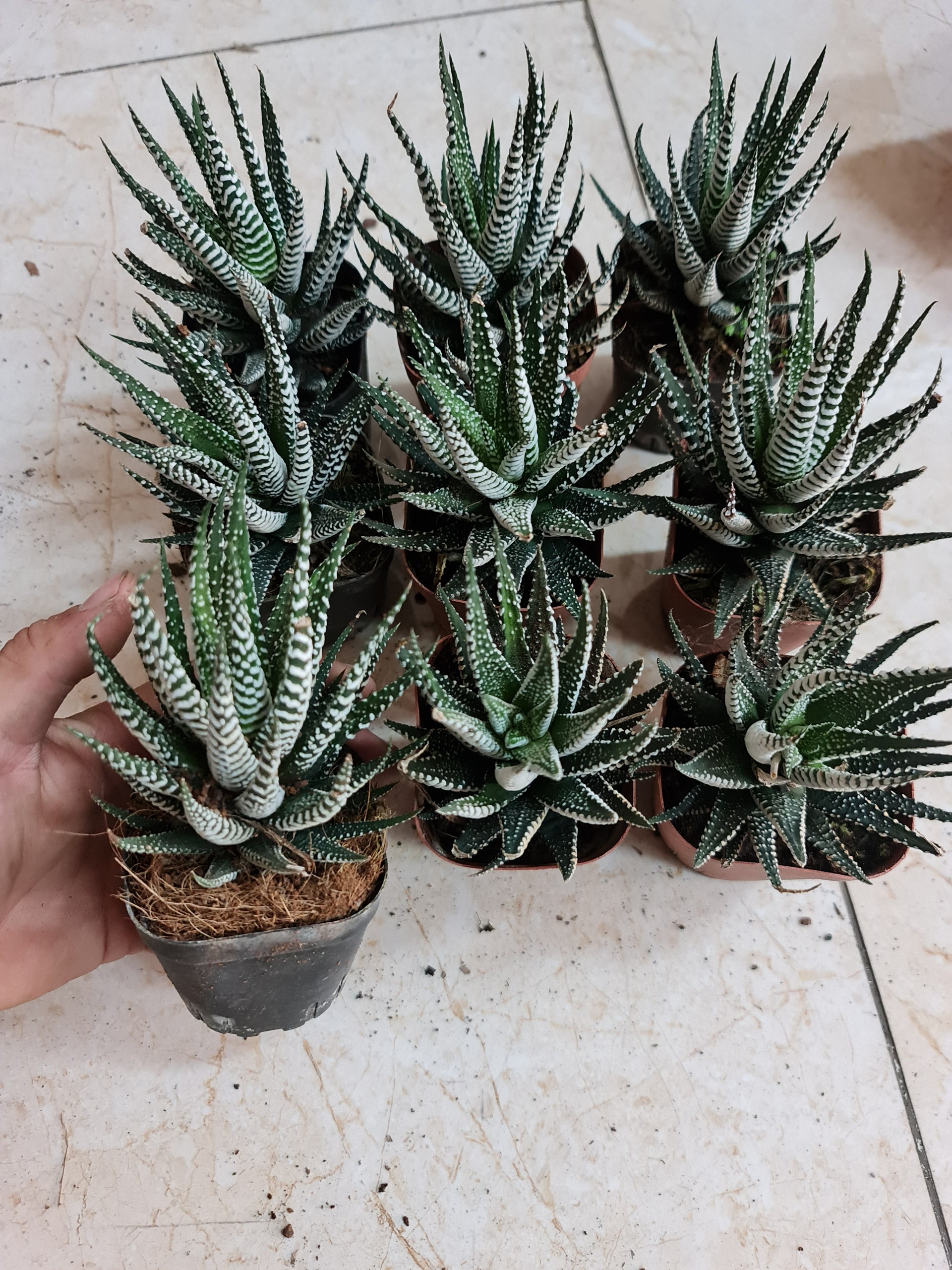 CÂY SEN ĐÁ MONG RỒNG ,(cao 5cm), cây phong thủy hút tài lộc để bàn mini GIÁ RẺ, lọc không khí, Cây Tươi Nguyên CTN0520