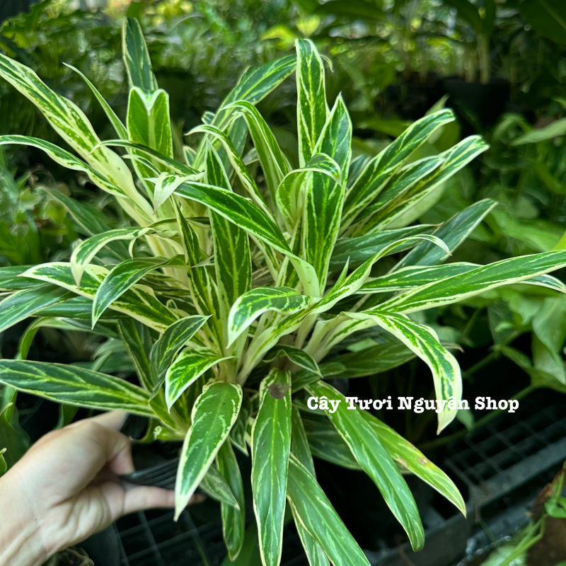 CÂY GIỮ TIỀN VÀNG ,(cao 25cm), cây cảnh Trong nhà, kiểng lá mini để bàn Văn phòng đẹp, GIÁ RẺ, lọc không khí, Cây Tươi Nguyên CTN1558