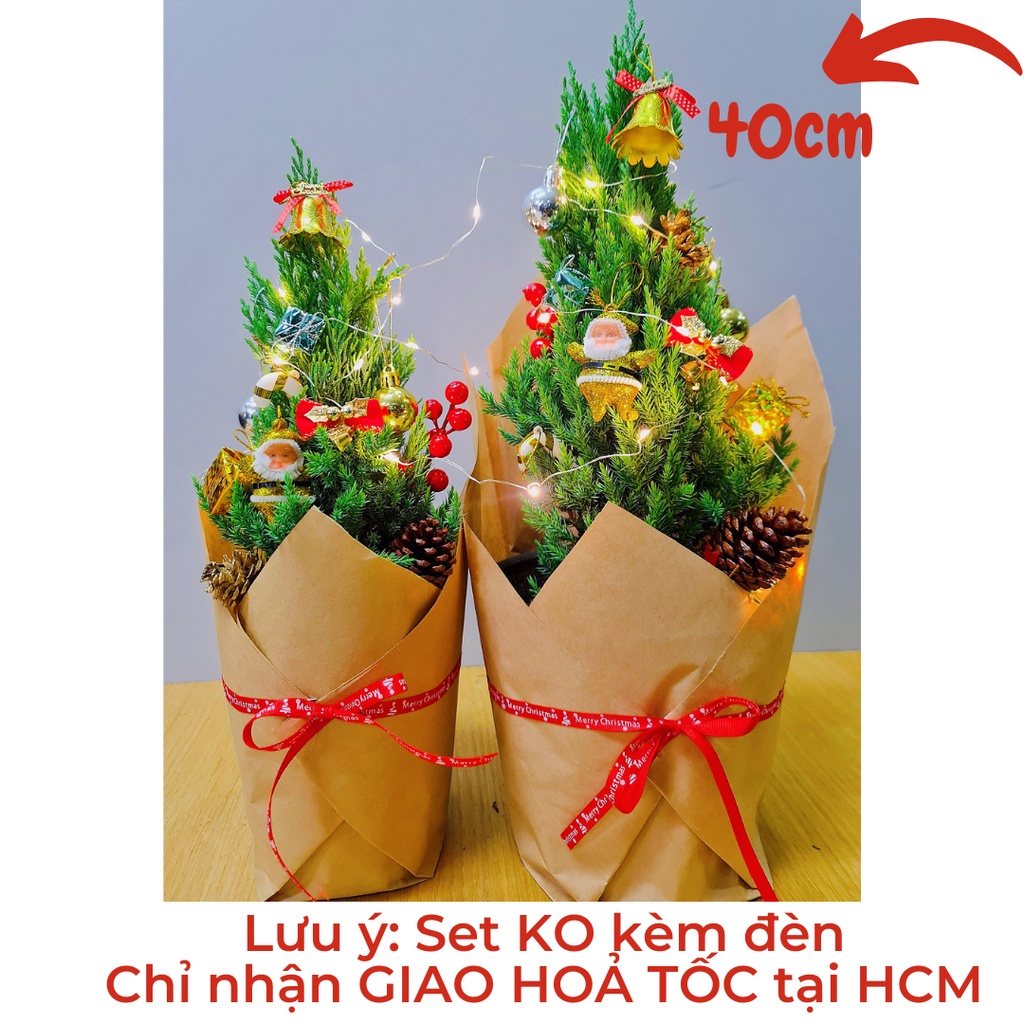 [GIAO HOẢ TỐC] CÂY SƠN TÙNG, (cao 30-40cm), cây Noel mini, cây Noel thật để bàn, cây Giáng sinh, Cây Tươi Nguyên CTN0720
