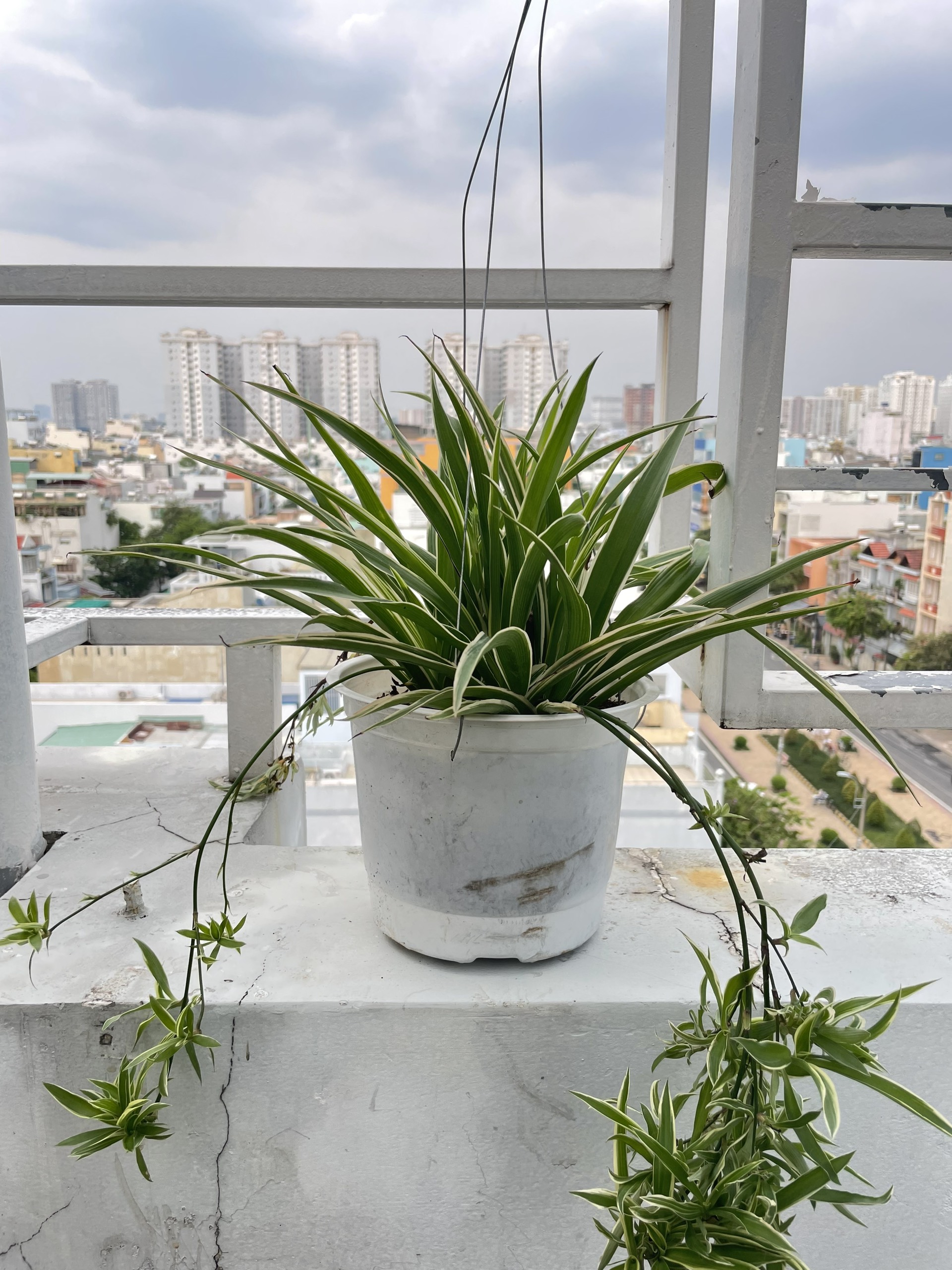 CÂY LAN CHI (DÂY NHỆN) GIỎ TREO Size LỚN, (cao 20cm), cây phong thủy hút tài lộc để bàn mini GIÁ RẺ, lọc không khí, Cây Tươi Nguyên CTN0930