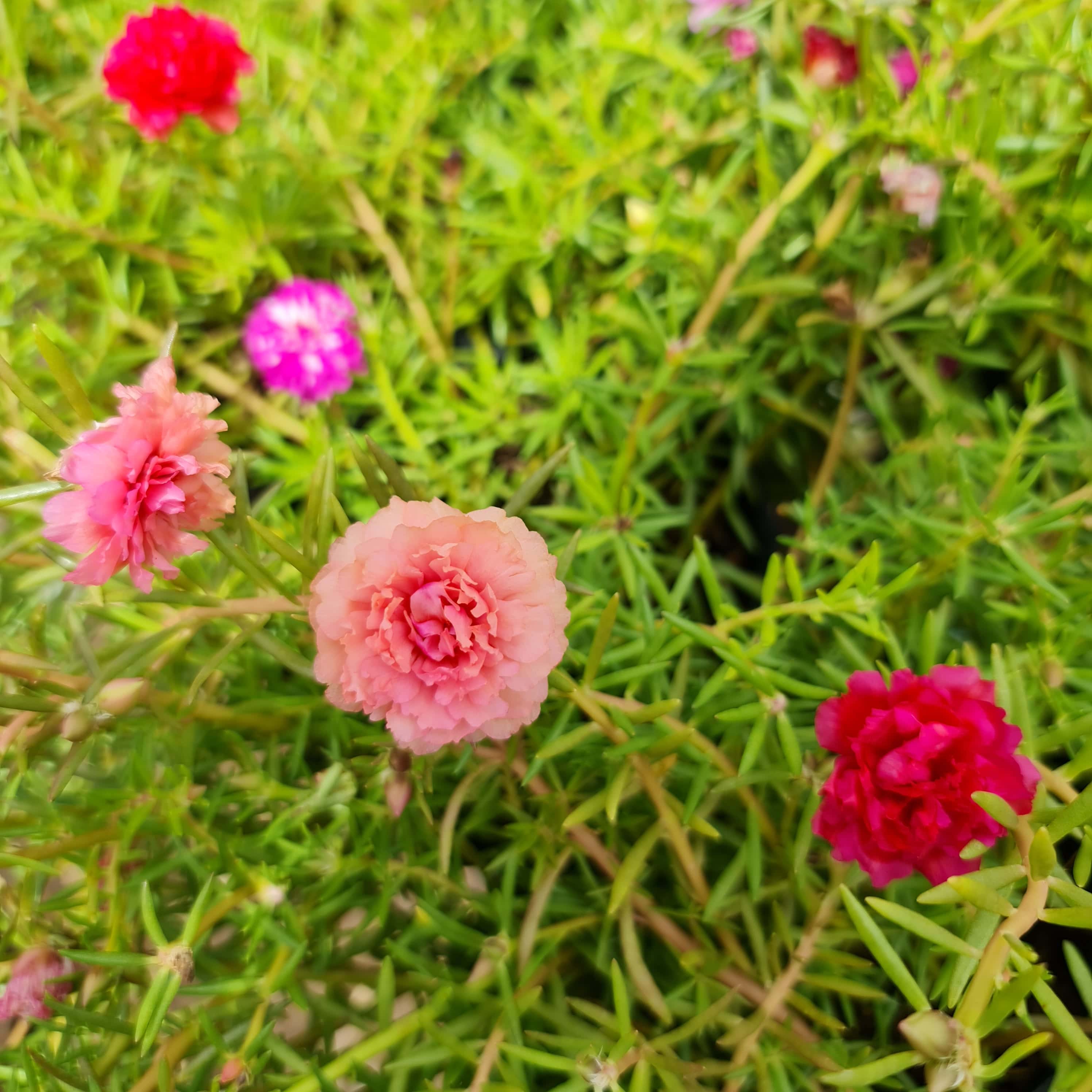 CÂY HOA MƯỜI GIỜ MỸ KÉP, (cao 20cm), Cây cảnh, dễ trồng GIÁ RẺ, nở quanh năm, Cây Tươi Nguyên CTN0530