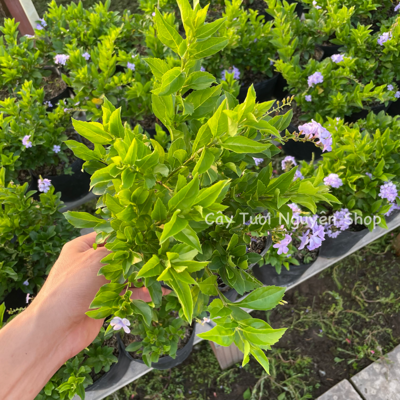 CÂY HOA CHUỖI NGỌC THÁI TÍM ,(cao 20cm), Hoa giống cảnh sân vườn, ban công, dễ trồng GIÁ RẺ, nở quanh năm, Cây Tươi Nguyên CTN1170