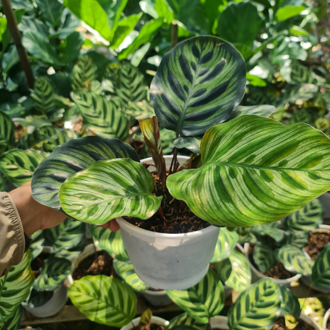 CÂY ĐUÔI CÔNG SỌC XANH, (cao 15cm), cây phong thủy hút tài lộc để bàn mini GIÁ RẺ, lọc không khí, Cây Tươi Nguyên CTN0600