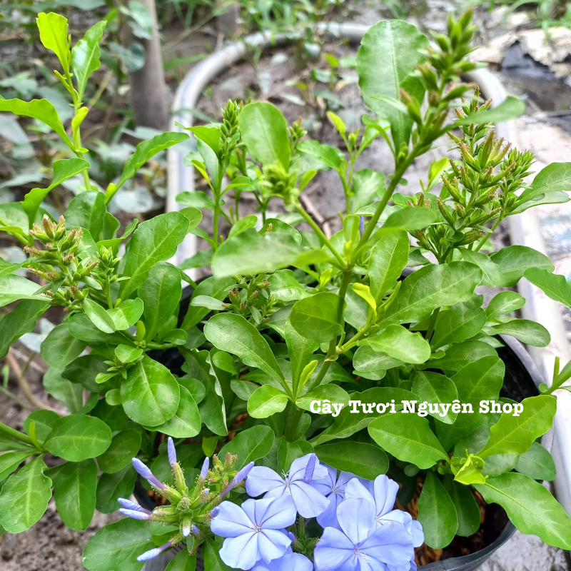 CÂY HOA THANH XÀ ,(cao 20cm), Hoa giống cảnh sân vườn, ban công, dễ trồng GIÁ RẺ, nở quanh năm, Cây Tươi Nguyên CTN1550