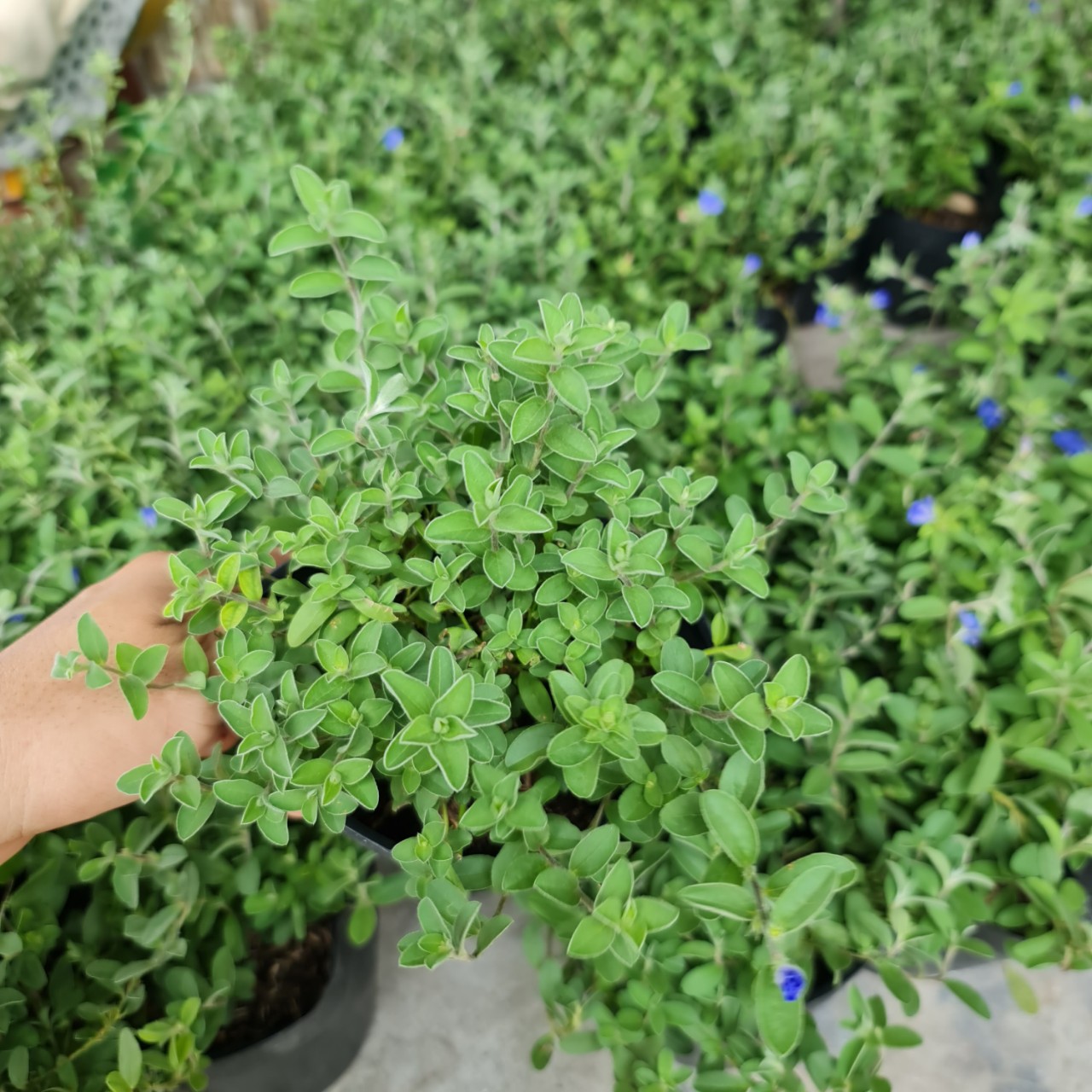 CÂY HOA THANH TÚ, (cao 20cm), Cây cảnh, dễ trồng GIÁ RẺ, nở quanh năm, Cây Tươi Nguyên CTN0300