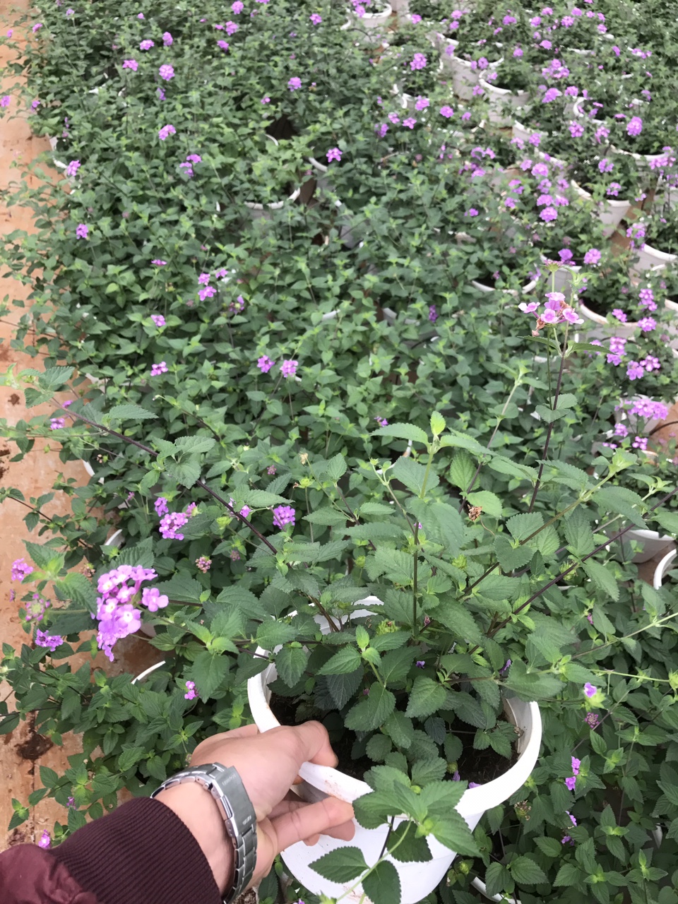 CÂY HOA NGŨ SẮC TÍM, (cao 25cm), Cây cảnh, dễ trồng GIÁ RẺ, nở quanh năm, Cây Tươi Nguyên CTN0380