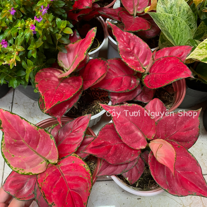 CÂY LỘC SON (VẠN LỘC ĐỎ), (cao 15cm), cây cảnh Trong nhà, kiểng lá mini để bàn Văn phòng đẹp, hợp Phong thuỷ, GIÁ RẺ, lọc không khí, Cây Tươi Nguyên CTN1250