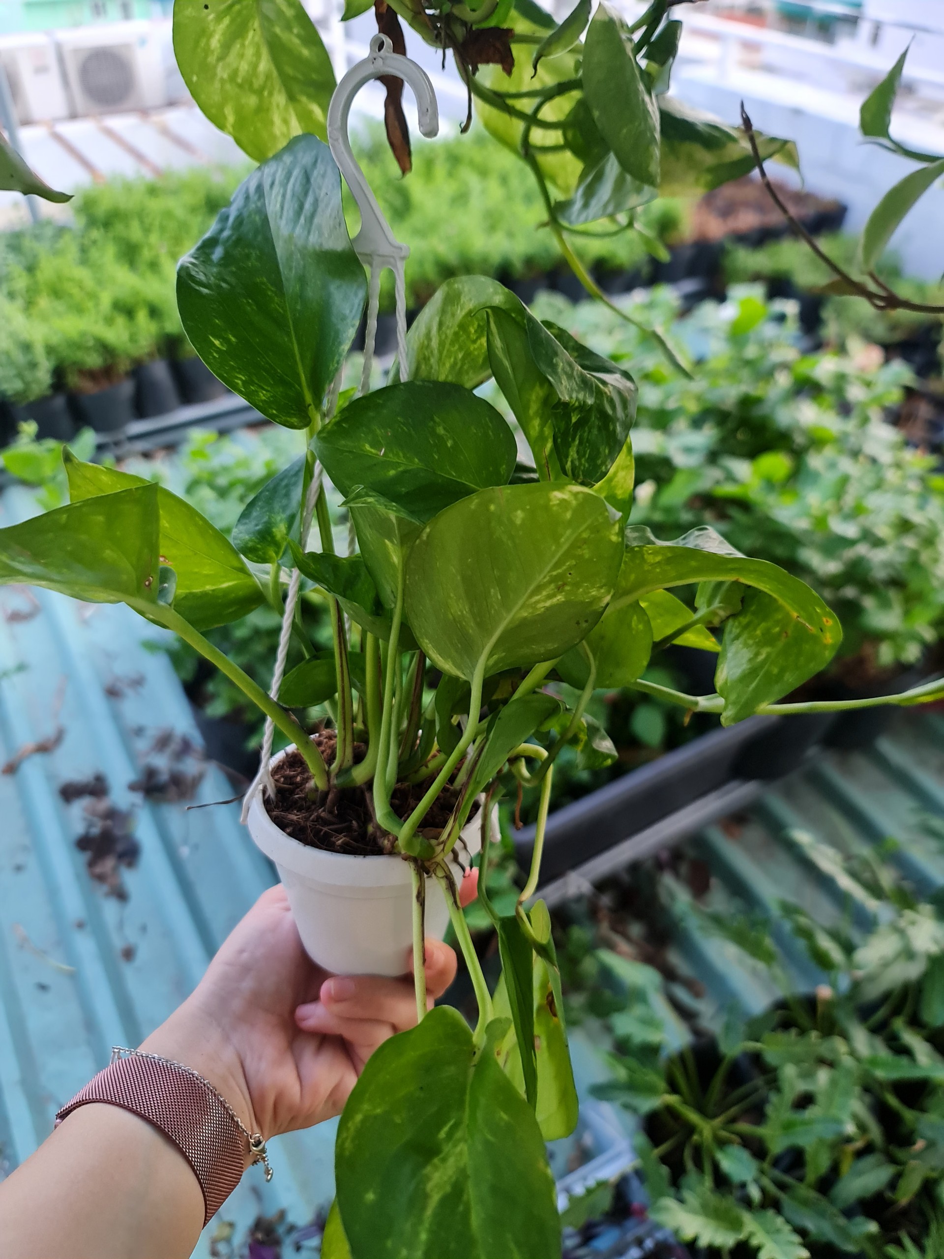 CÂY TRẦU BÀ XANH GIỎ TREO Size Mini, (cao 10cm), cây phong thủy hút tài ...