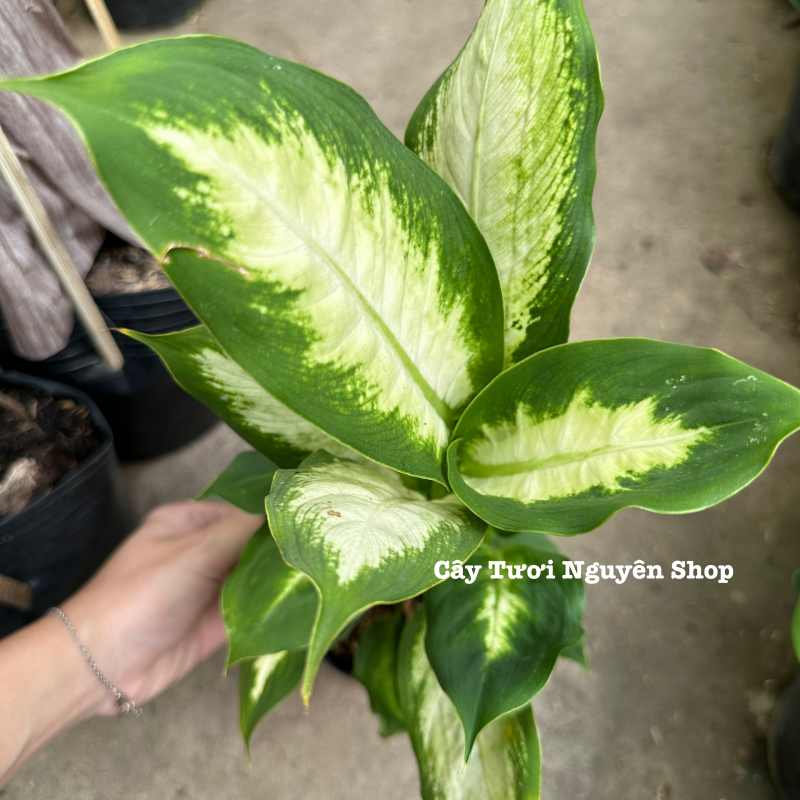 CÂY SAO SÁNG ,(cao 25cm), cây cảnh Trong nhà, kiểng lá mini để bàn Văn phòng đẹp, GIÁ RẺ, lọc không khí, Cây Tươi Nguyên CTN1526