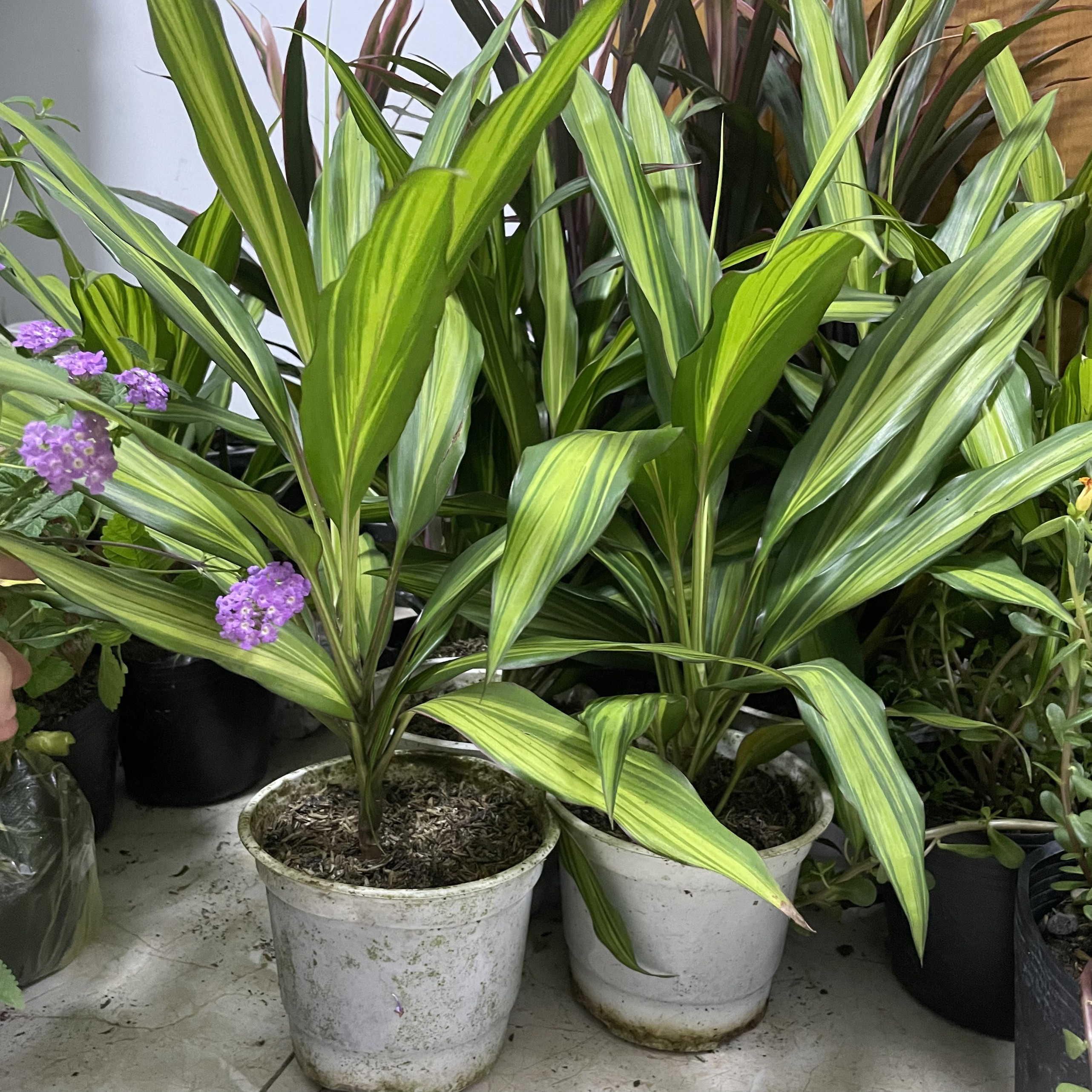 CÂY PHÁT TÀI HOÀNG KIM, (cao 35cm), cây phong thủy hút tài lộc để bàn mini GIÁ RẺ, lọc không khí, Cây Tươi Nguyên CTN1100