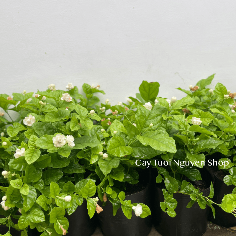 CÂY HOA LÀI TA CÁNH KÉP Hoa thơm, (cao 25cm), Hoa giống sân vườn, ban công, dễ trồng RẺ, nở quanh năm, Cây Tươi Nguyên