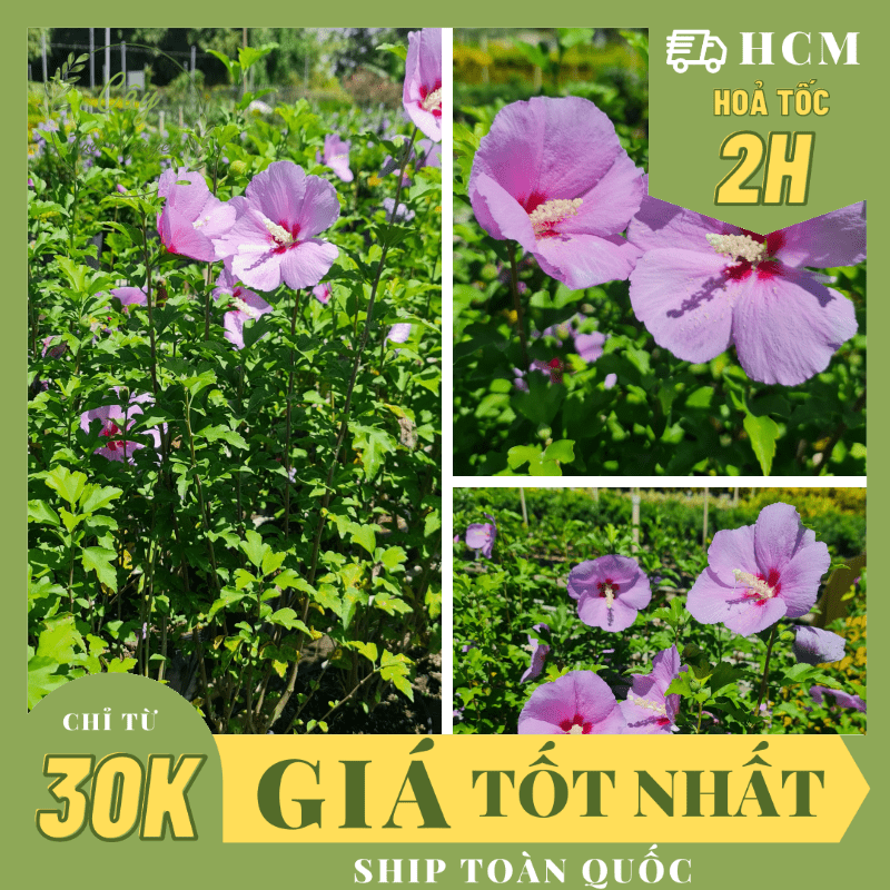 [GIỐNG MỚI] CÂY HOA BỤT TÍM BIRD BLUE ,(cao 40cm), Hoa giống cảnh sân vườn, dễ trồng GIÁ RẺ, Cây Tươi Nguyên