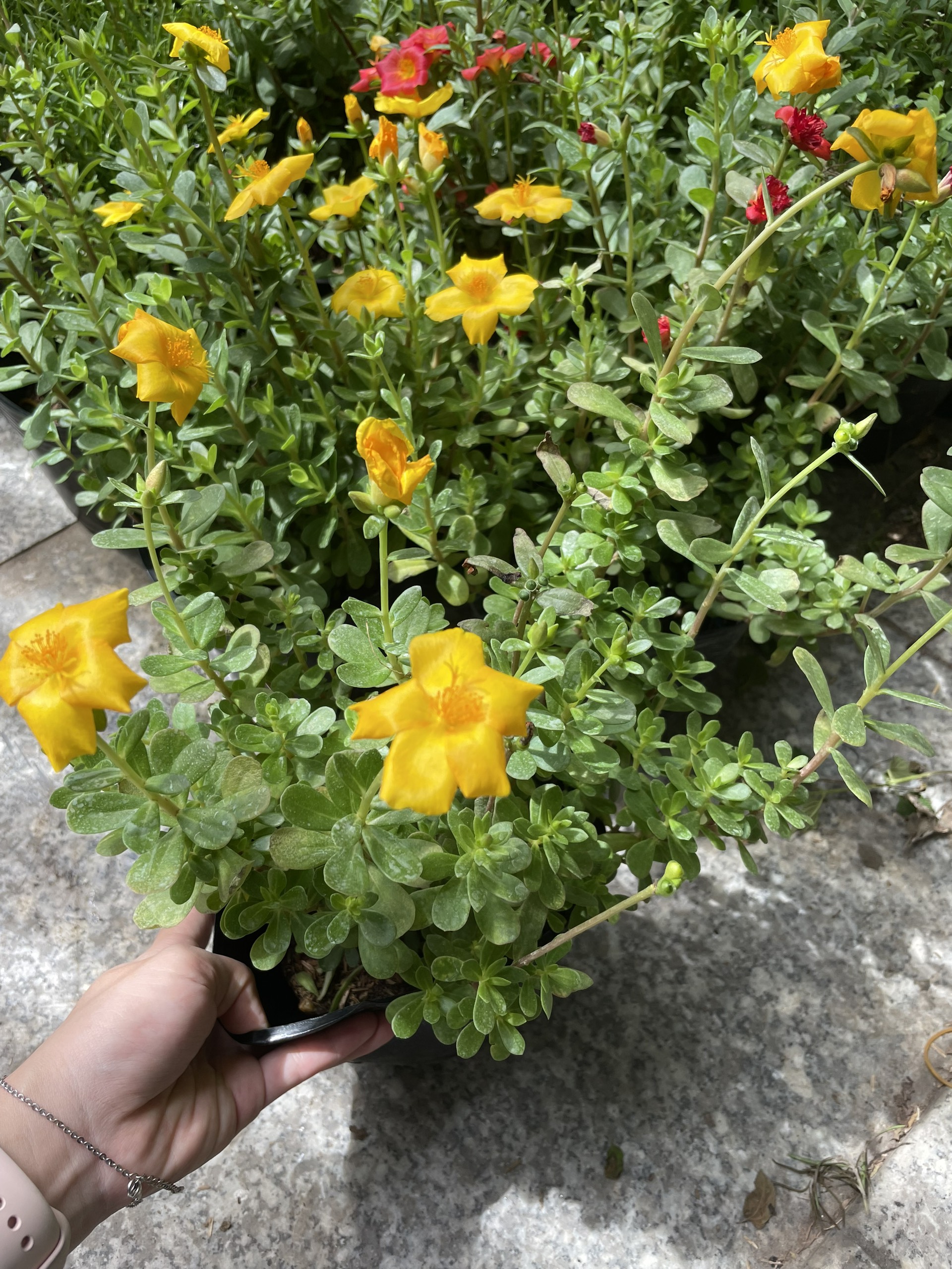 CÂY HOA MƯỜI GIỜ THÁI ,(cao 20cm), Cây cảnh, dễ trồng GIÁ RẺ, nở quanh năm, Cây Tươi Nguyên CTN0280