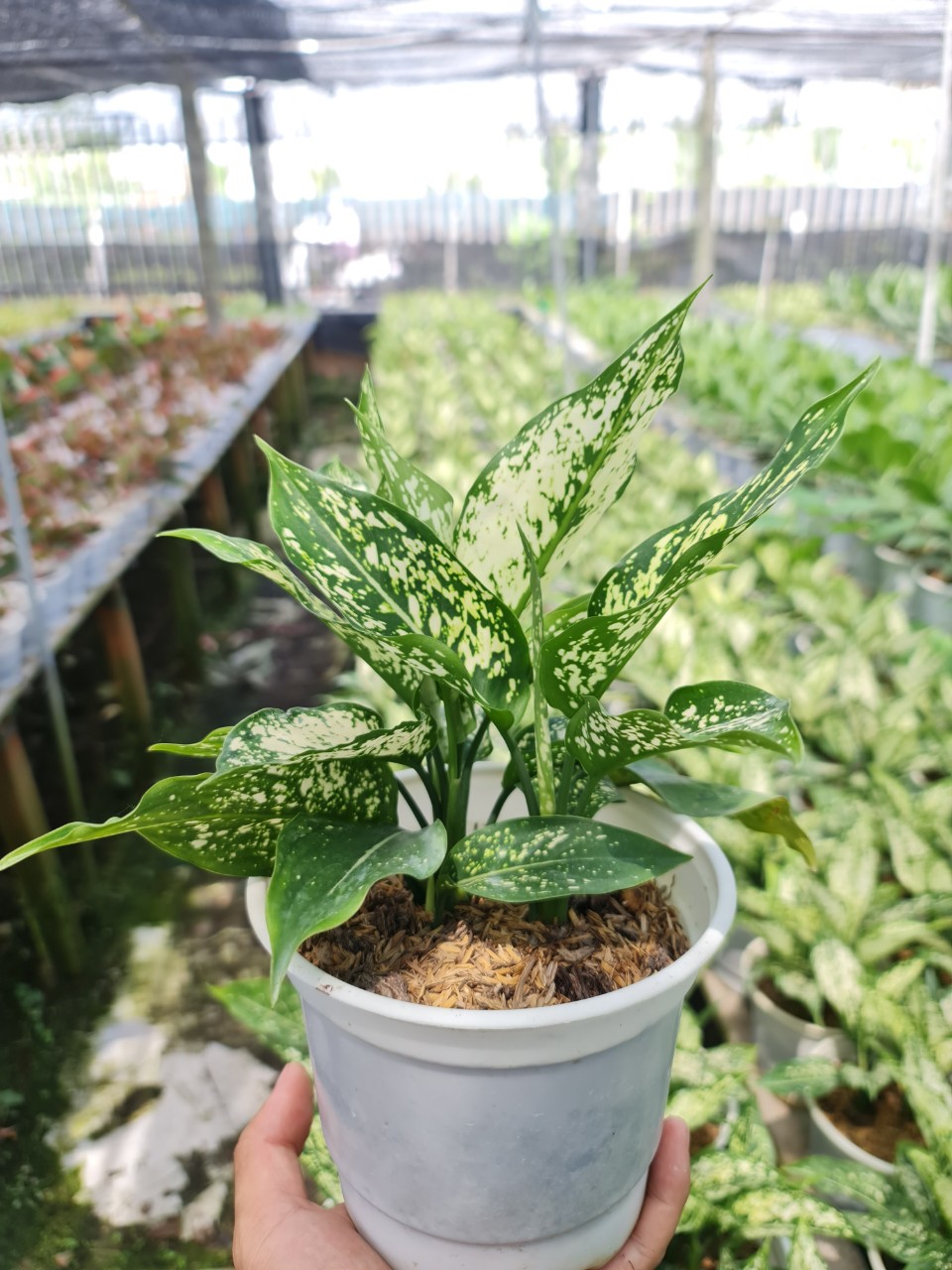 CÂY NGỌC NGÂN, (cao 25cm), cây phong thủy hút tài lộc để bàn mini GIÁ RẺ, lọc không khí, Cây Tươi Nguyên CTN0060