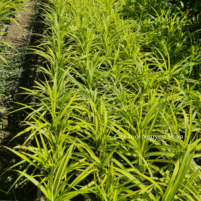 CÂY LÁ DỨA THÁI SỌC VÀNG, (cao 20cm), cây giống trồng cảnh trang trí sân vườn, ban công, dễ trồng GIÁ RẺ, Cây Tươi Nguyên