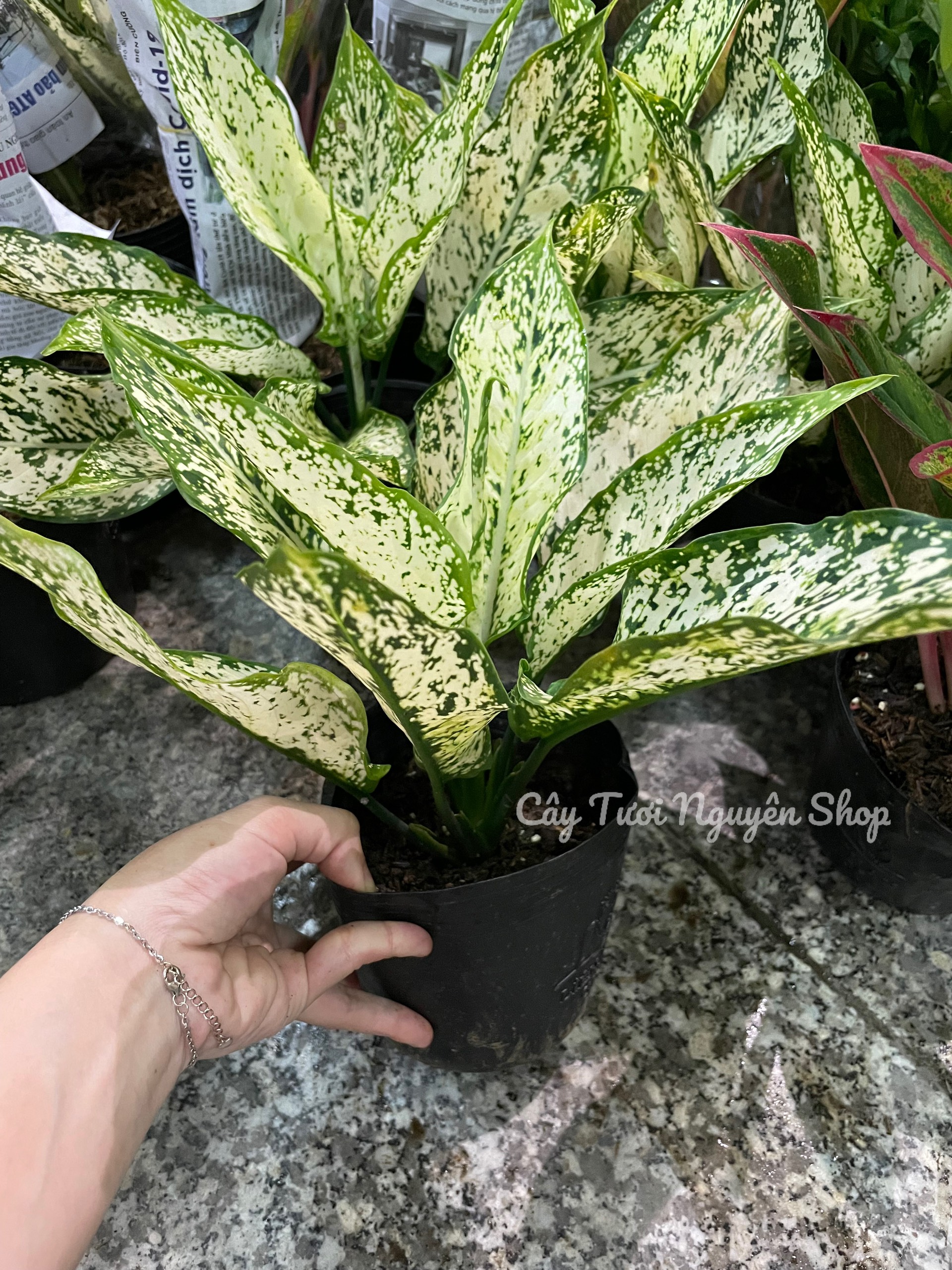 [GIÁ TỐT] COMBO 2 CHẬU (NGỌC NGÂN + PHÚ QUÝ) Chậu 1 thân, (cao 20cm), cây cảnh Trong nhà, kiểng lá mini để bàn Văn phòng đẹp, hợp Phong thuỷ, GIÁ RẺ, lọc không khí, Cây Tươi Nguyên CTN1340