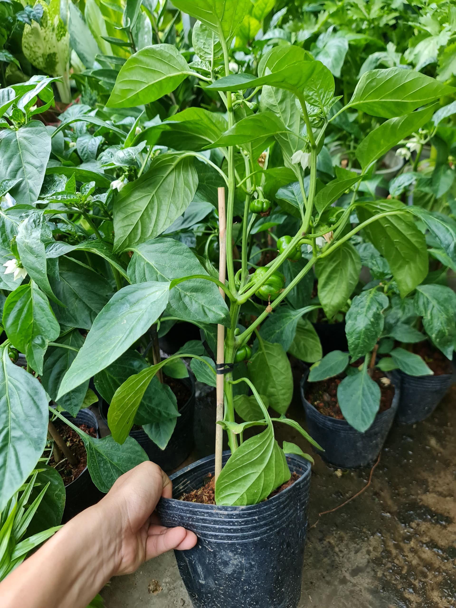 [CHỈ GIAO HCM] CÂY ỚT CHUÔNG ĐÀ LẠT, ỚT NGỌT (cao 25cm), trồng sẵn phát triển ổn định, mau thu hoạch Cây Tươi Nguyên