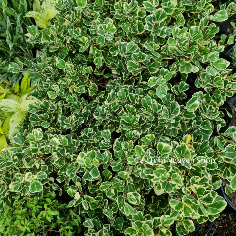 CÂY ĐA TAM PHÚC LÁ TIM ,(cao 30 cm), cây cảnh Trong nhà, kiểng lá mini để bàn Văn phòng đẹp, hợp Phong thuỷ, GIÁ RẺ, lọc không khí, Cây Tươi Nguyên CTN1330