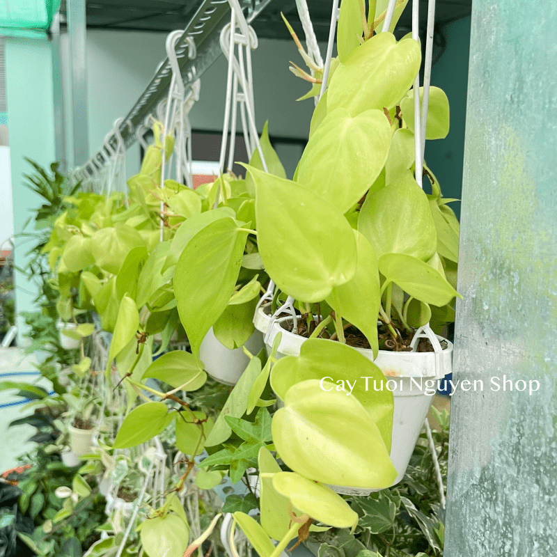 [CHẬU TREO] CÂY TRẦU BÀ LÁ TIM mini ,(cao 10cm), cây cảnh Trong nhà, kiểng lá để bàn, GIÁ RẺ, Cây Tươi Nguyên CTN1452
