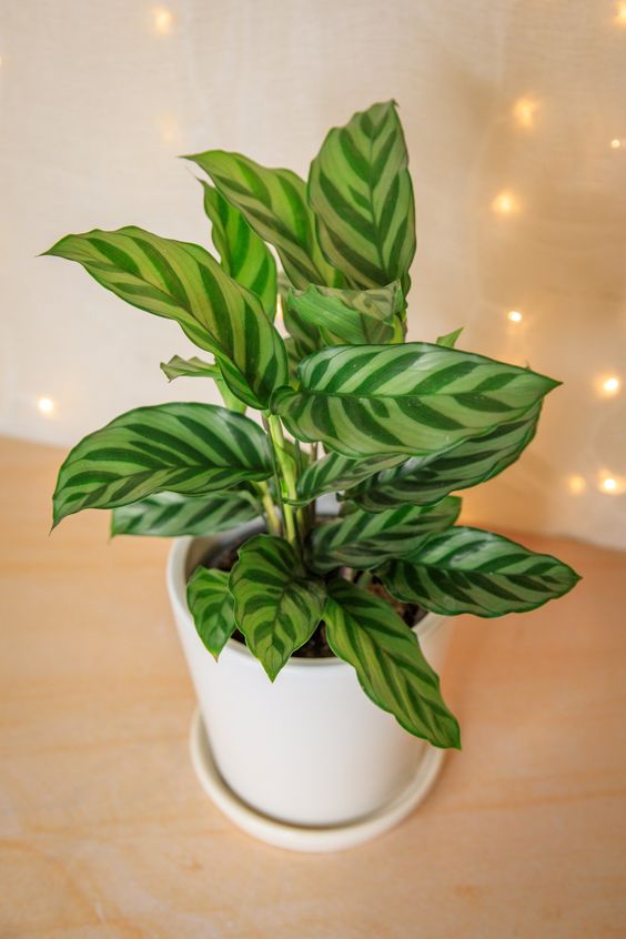 CÂY ĐUÔI CÔNG XANH VẰN (Calathea Freddie), (cao 15cm), cây cảnh Trong nhà, kiểng lá mini để bàn Văn phòng đẹp, GIÁ RẺ, lọc không khí, Cây Tươi Nguyên CTN1516