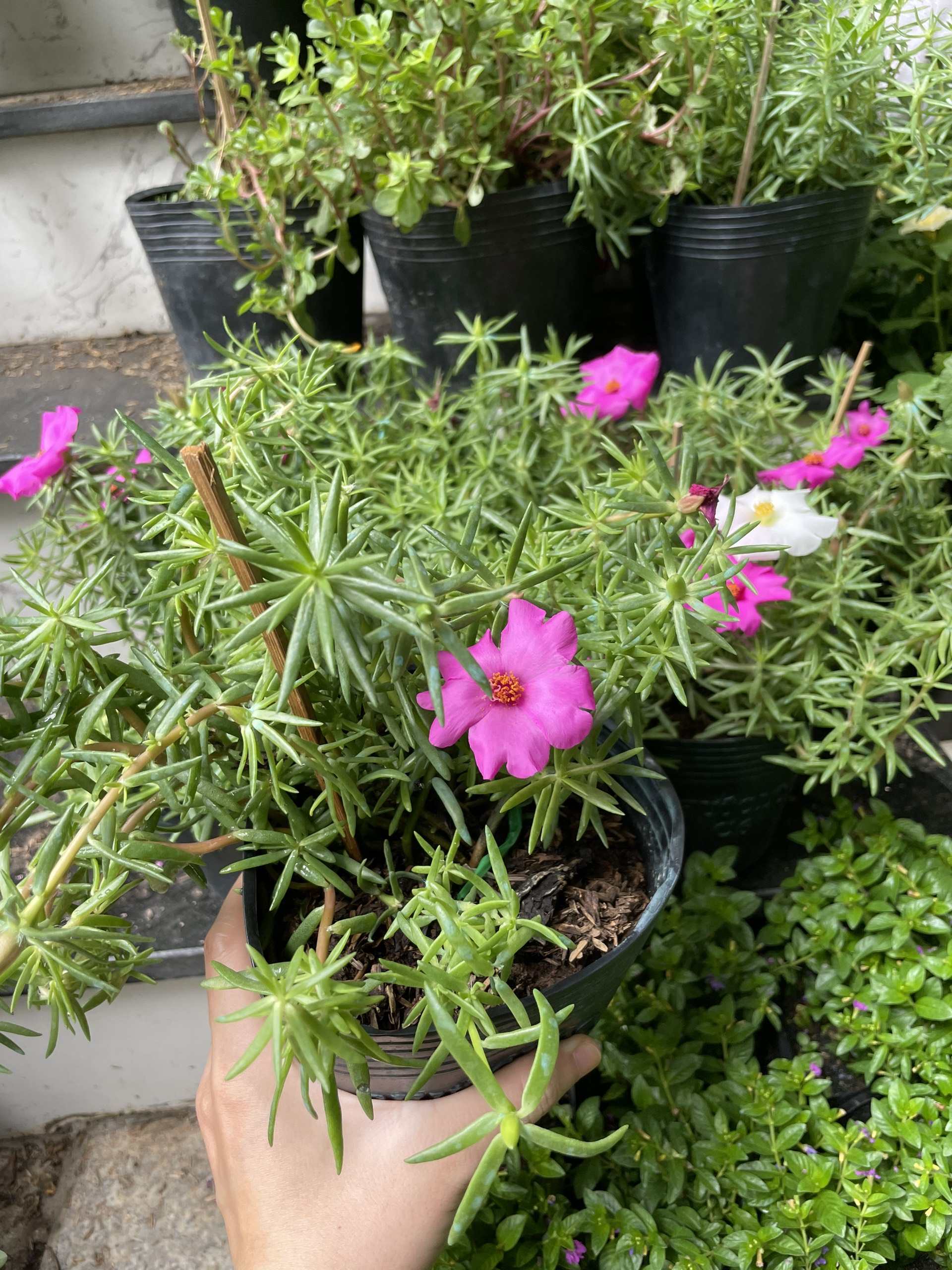 CÂY HOA MƯỜI GIỜ MỸ ĐƠN, (cao 20cm), Cây cảnh, dễ trồng GIÁ RẺ, nở quanh năm, Cây Tươi Nguyên CTN0670