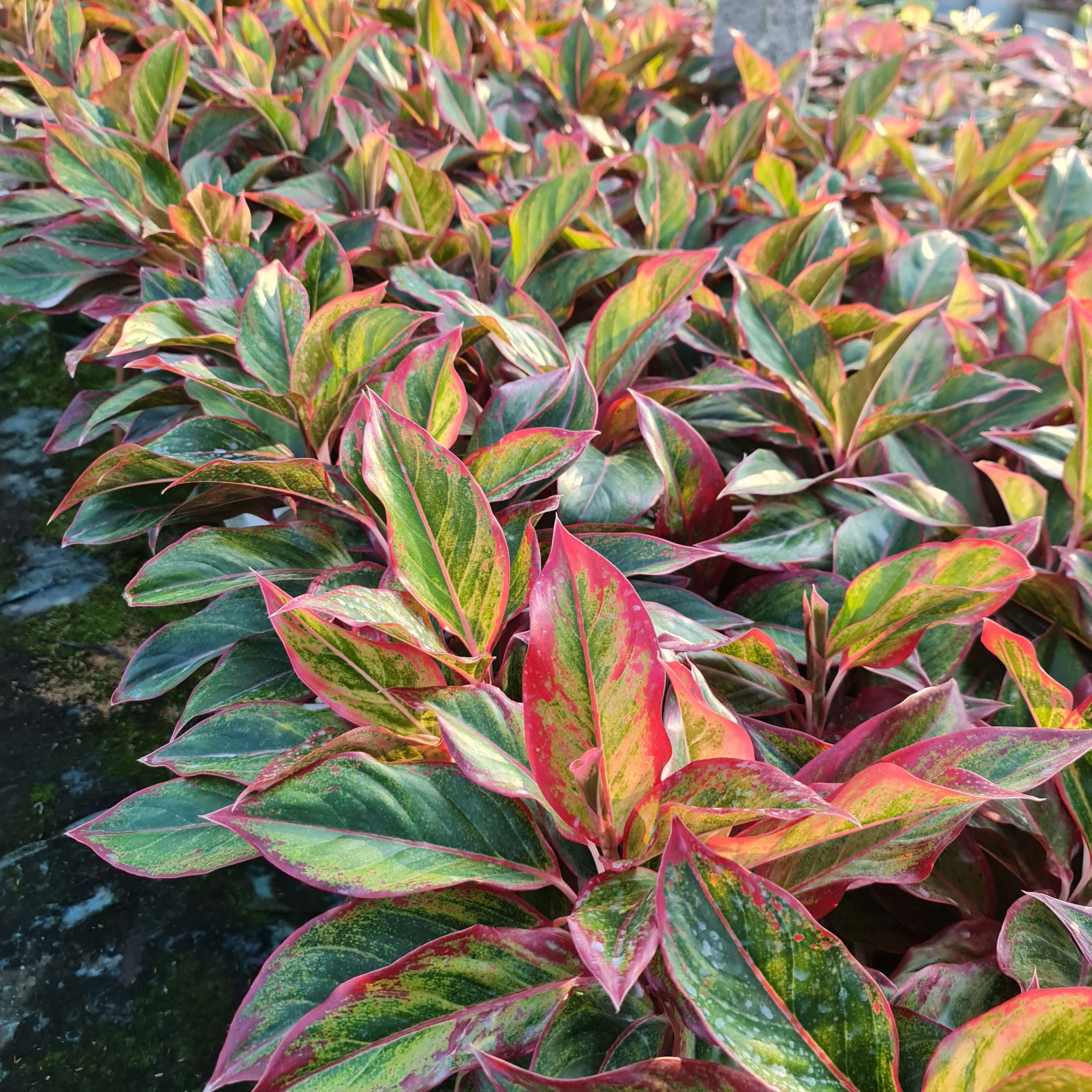 CÂY PHÚ QUÝ, (cao 25cm), cây phong thủy hút tài lộc để bàn mini GIÁ RẺ, lọc không khí, Cây Tươi Nguyên CTN0850