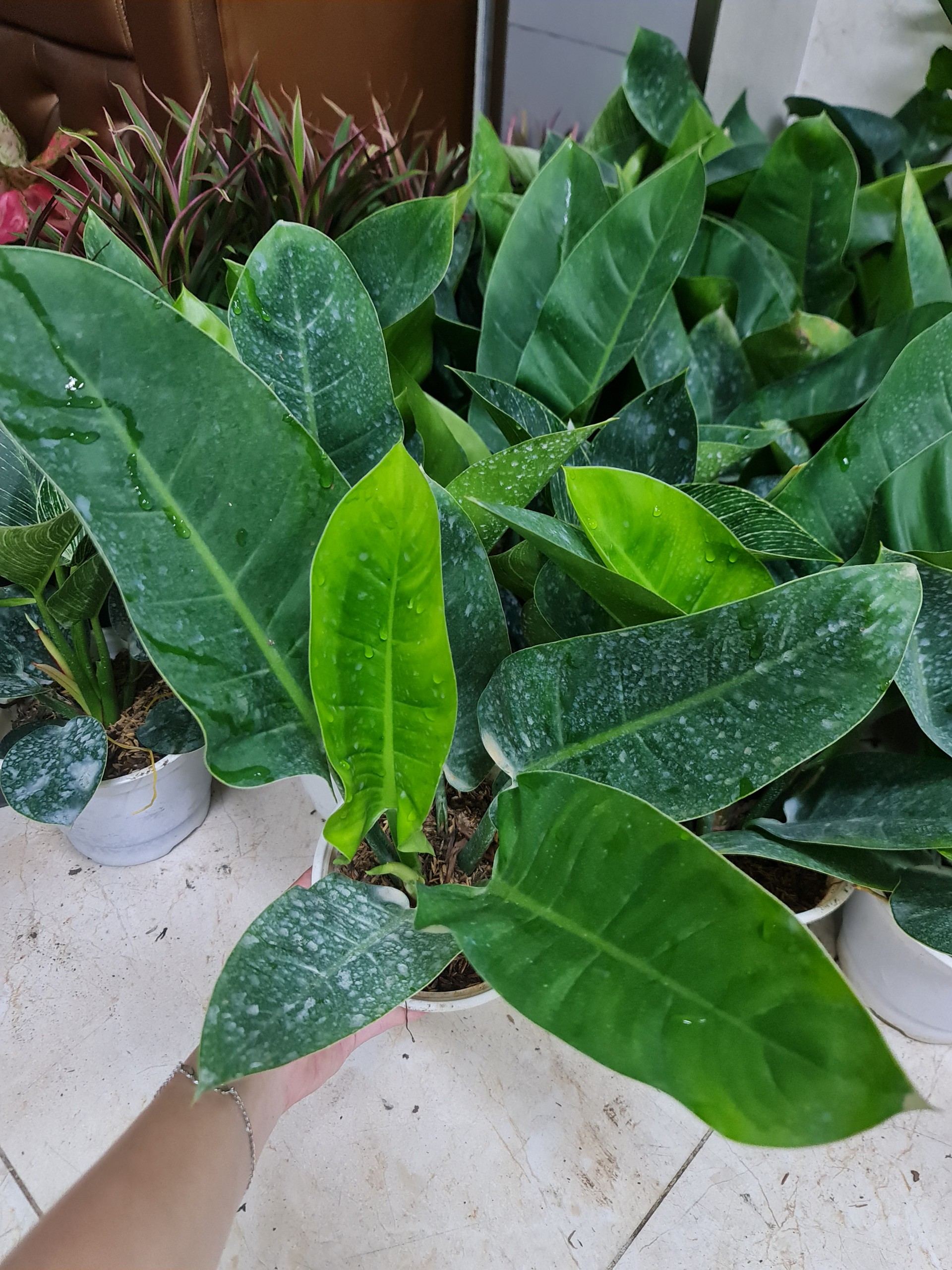 CÂY TRẦU BÀ ĐẾ VƯƠNG Xanh,(cao 30cm), cây phong thủy hút tài lộc để bàn mini GIÁ RẺ, lọc không khí, Cây Tươi Nguyên CTN0020