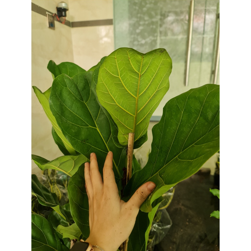 CÂY BÀNG SINGAPORE LỚN, (cao 100-120cm), phong thuỷ để bàn mini GIÁ RẺ, lọc không khí, Cây Tươi Nguyên CTN0172