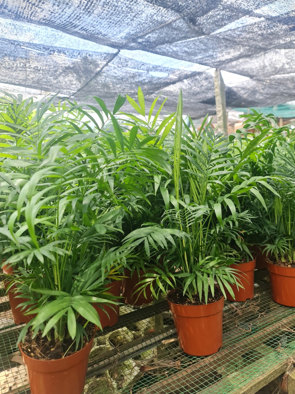 CÂY CAU TIỂU TRÂM ( SIZE LỚN) ,(cao 40cm), cây phong thủy hút tài lộc để bàn mini GIÁ RẺ, lọc không khí, Cây Tươi Nguyên CTN0360