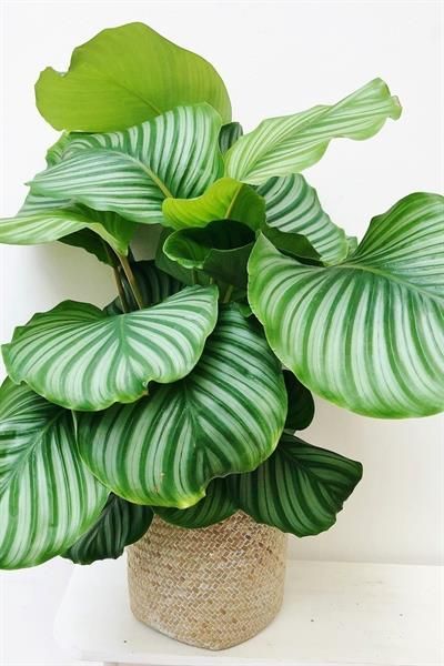 CÂY ĐUÔI CÔNG Táo xanh, (cao 35cm), cây phong thủy hút tài lộc để bàn mini GIÁ RẺ, lọc không khí, Cây Tươi Nguyên CTN0080