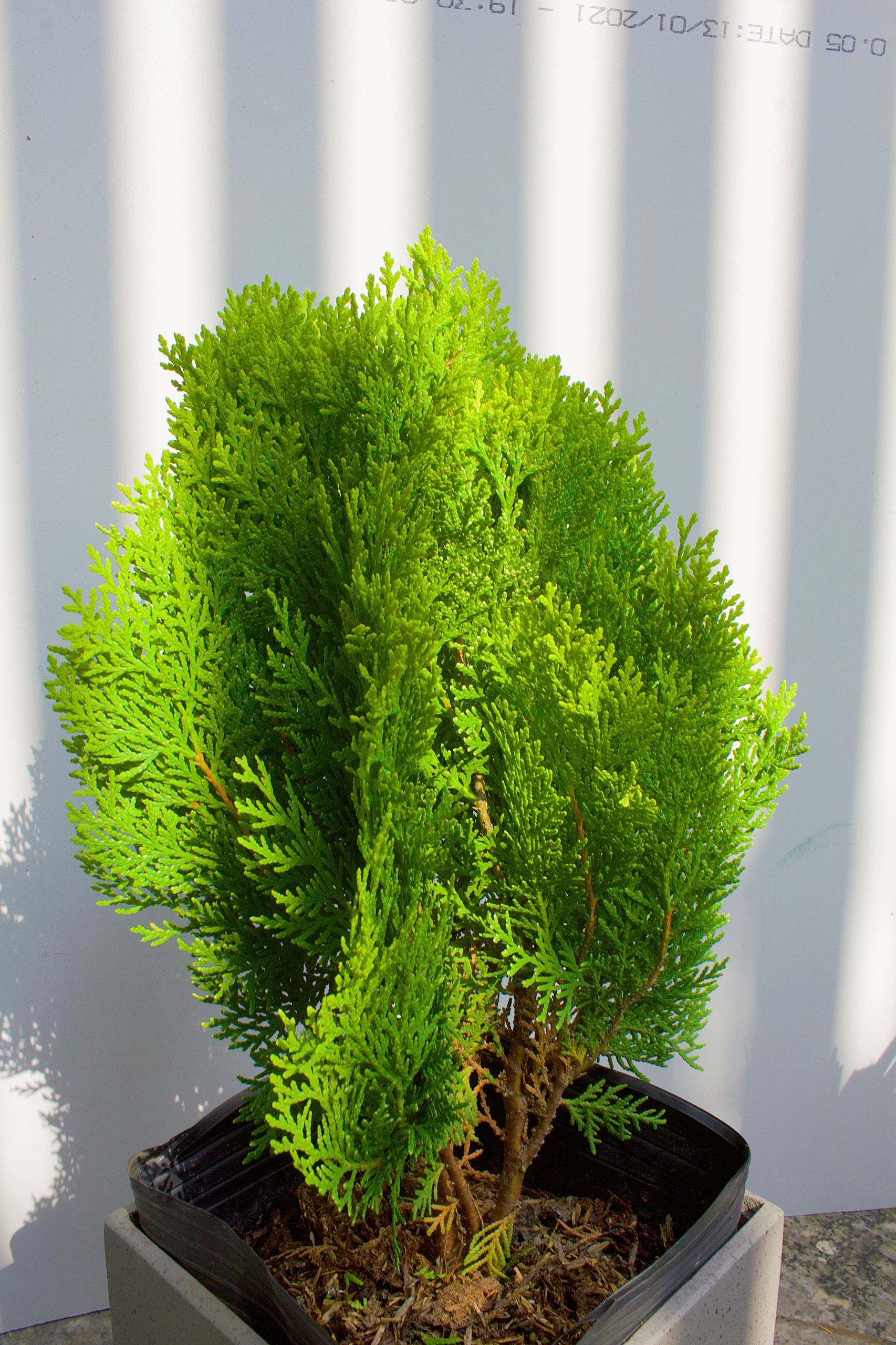 CÂY TRẮC BÁCH DIỆP, (cao 30cm), cây phong thủy hút tài lộc để bàn mini GIÁ RẺ, lọc không khí, Cây Tươi Nguyên CTN0740