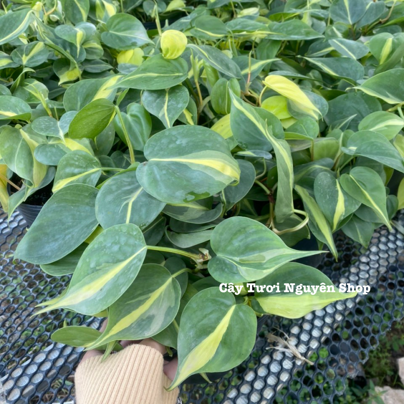 CÂY TRẦU BÀ BRAZIL CHẬU NHỰA, (cao 10cm), cây cảnh Trong nhà, kiểng lá mini để bàn Văn phòng đẹp, GIÁ RẺ, lọc không khí, Cây Tươi Nguyên CTN1514