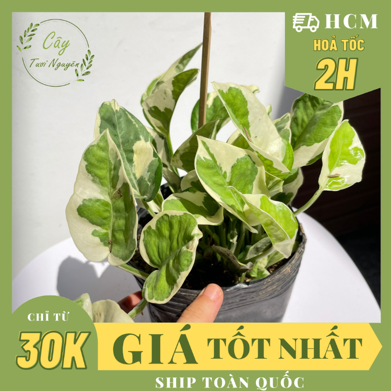 CÂY TRẦU BÀ CẨM THẠCH, (cao 15 cm), cây phong thủy hút tài lộc để bàn mini GIÁ RẺ, lọc không khí, Cây Tươi Nguyên CTN0440
