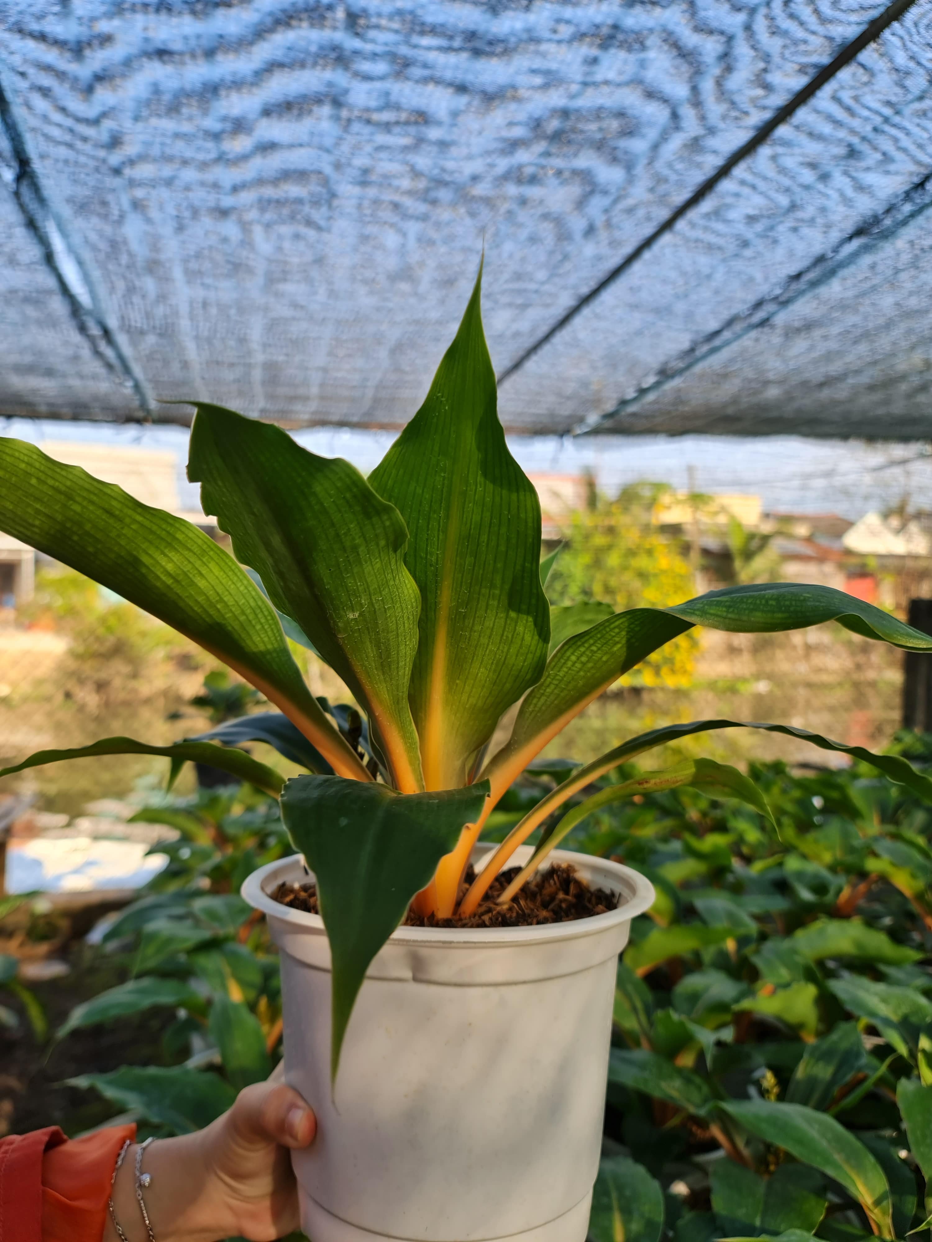 CÂY PHƯỢNG HOÀNG, (cao 35cm), cây phong thủy hút tài lộc để bàn mini GIÁ RẺ, lọc không khí, Cây Tươi Nguyên CTN0070