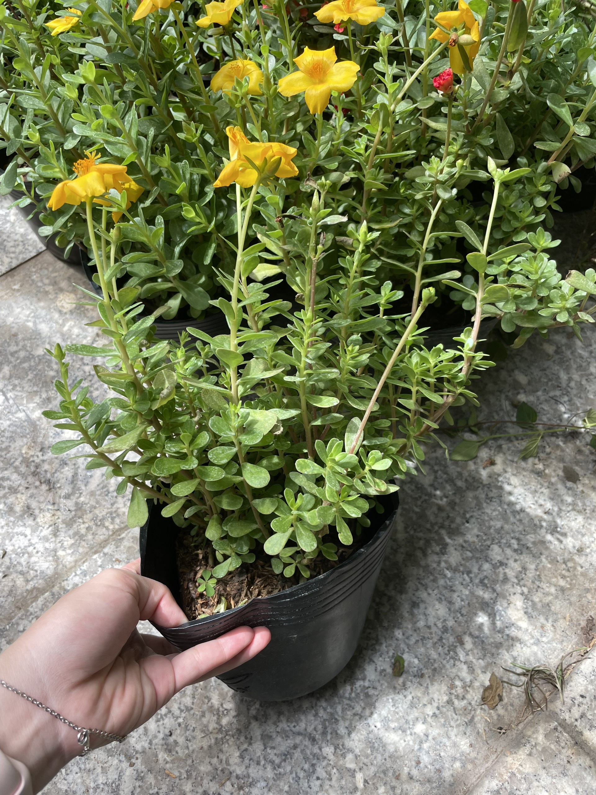 CÂY HOA MƯỜI GIỜ THÁI ,(cao 20cm), Cây cảnh, dễ trồng GIÁ RẺ, nở quanh năm, Cây Tươi Nguyên CTN0280