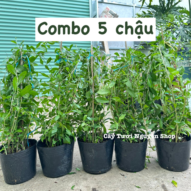[COMBO GIÁ RẺ] CÂY CÚC TẦN ẤN ĐỘ CHẬU LỚN, (dài 50-70cm), 5-7 GỐC thân rũ che mát, cây cảnh Trong nhà, GIÁ RẺ, lọc không khí, Cây Tươi Nguyên CTN1528