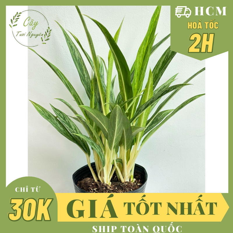 CÂY GIỮ TIỀN GIỐNG MỚI- Chậu lớn ,(cao 40cm), cây cảnh Trong nhà, kiểng lá mini để bàn Văn phòng đẹp, GIÁ RẺ, lọc không khí, Cây Tươi Nguyên CTN1532