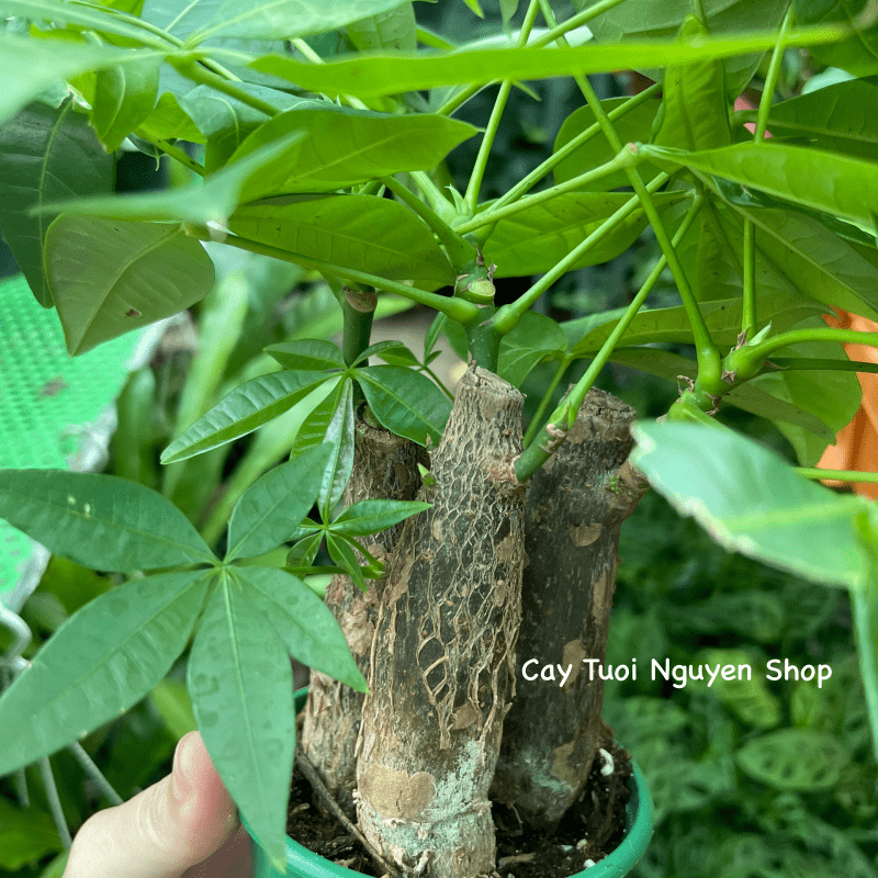 CÂY KIM NGÂN 3 GỐC, (cao 20cm), cây cảnh Trong nhà, kiểng lá mini để bàn dễ chăm, GIÁ RẺ, lọc không khí, Cây Tươi Nguyên