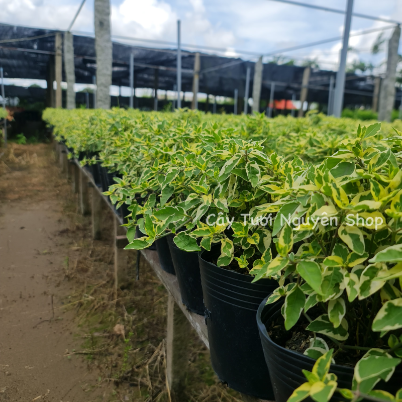 CÂY NGỌC BÍCH CẨM THẠCH ,(cao 15cm), cây cảnh trồng sân vườn, trang trí lối đi, dễ trồng GIÁ RẺ, lọc không khí, Cây Tươi Nguyên CTN1160