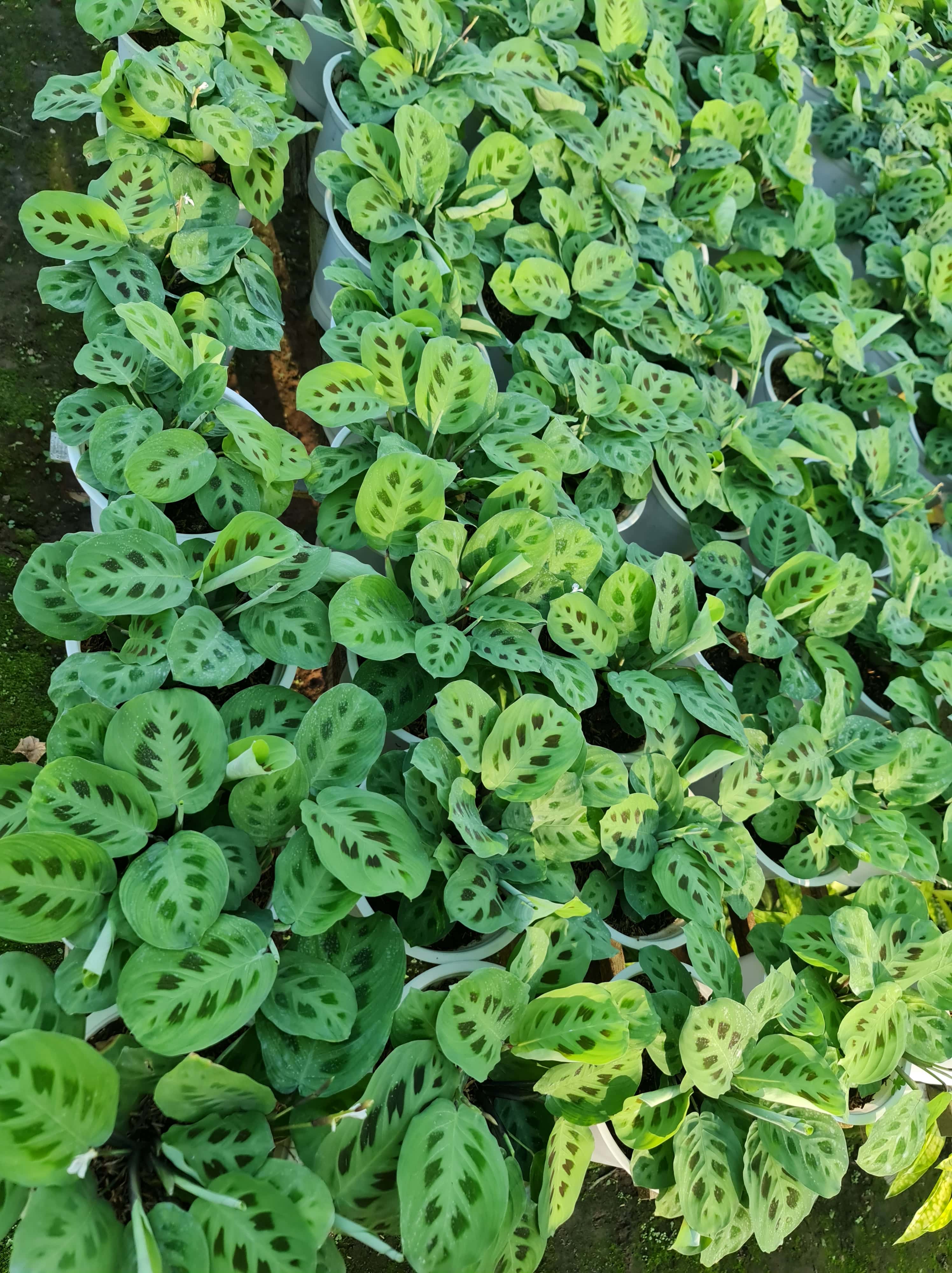 CÂY ĐUÔI CÔNG Đốm xanh, (cao 35cm), cây phong thủy hút tài lộc để bàn mini GIÁ RẺ, lọc không khí, Cây Tươi Nguyên CTN0080