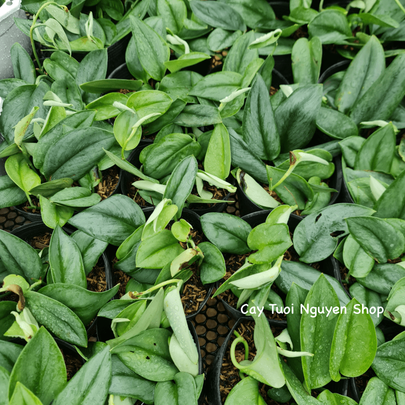 CÂY ÁNH TRĂNG CHẬU NHỰA Scindapsus Moonlight ,(cao 10cm), cây cảnh Trong nhà, kiểng lá mini để bàn Văn phòng đẹp, GIÁ RẺ