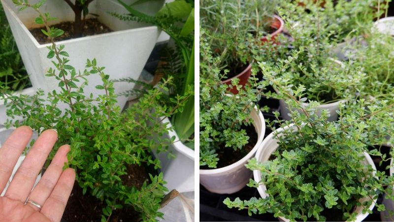 [CHỈ GIAO MIỀN NAM] CÂY HÀM HƯƠNG (cao 5cm), cây cực thơm mùi cam quýt pha mật ong và vani, dùng để ướp trà & cây gia vị nấu ăn, trồng chậu nhựa phát triển ổn đinh, Cây Tươi Nguyên